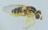 Thaumatomyia notata